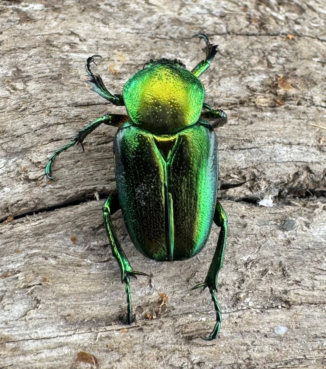 【WD】《セブヒメカブトハナムグリ亜種kachikun ♀グリーン系 ペア》