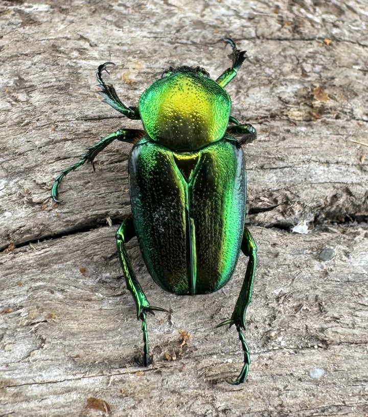【WD】《セブヒメカブトハナムグリ亜種kachikun ♀グリーン系 ペア》