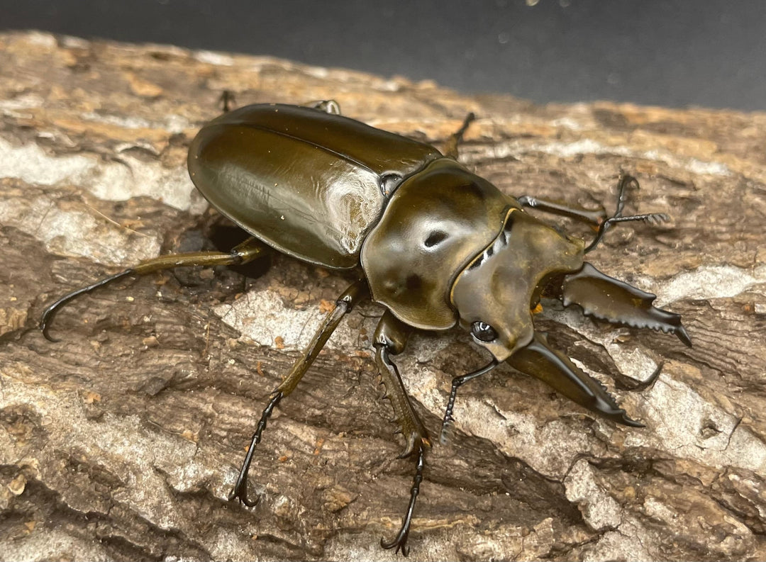 《ババオウゴンオニクワガタ 57mm ペア》