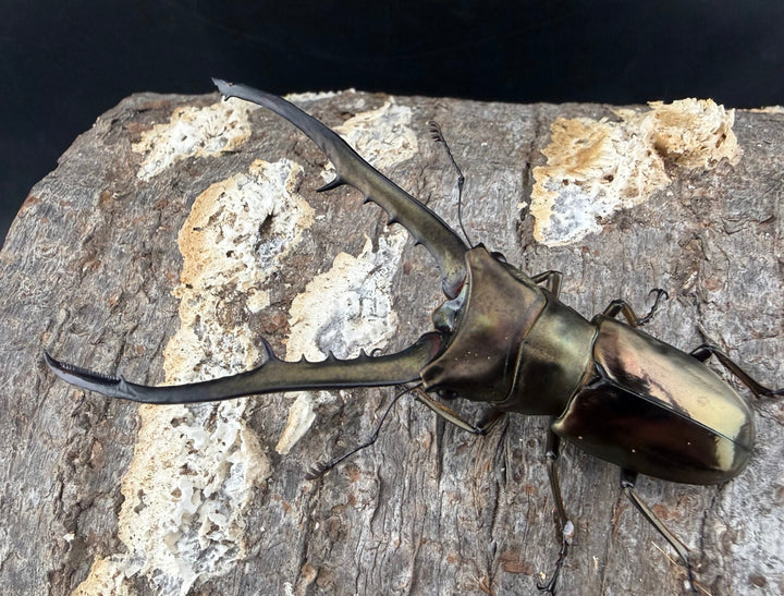 《メタリフェルホソアカ亜種イソガイ 76.5mm ♂単B品