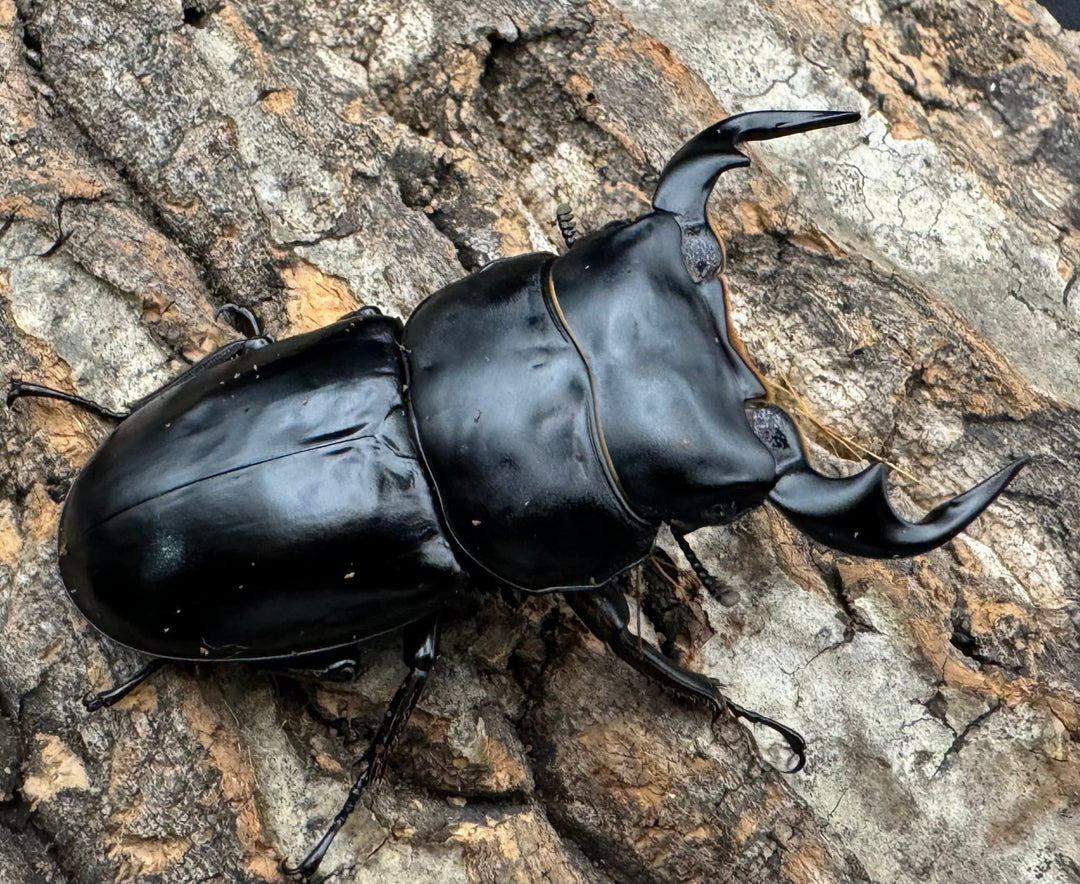 《インドアンタエウス タイガーヒル産64 mm ペア》