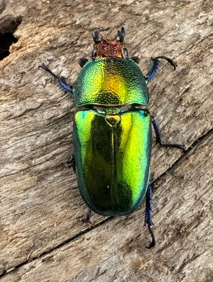 【WD】《パプアキンイロクワガタ アルファック産 Free ♀単》