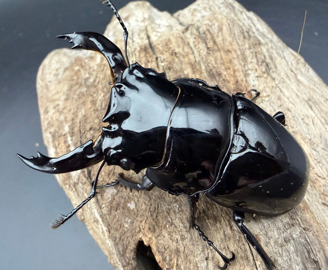 《レギウスオオツヤクワガタ 69mm ♂♀♀トリオ》