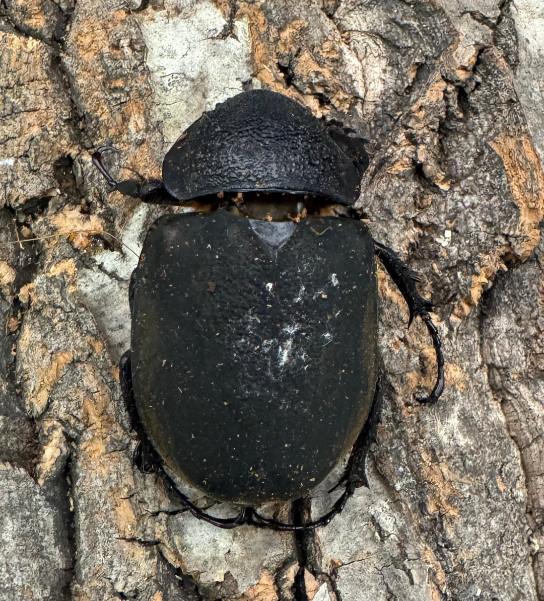 【WD】《ミンダナオアトラスオオカブト 95mm ペア》