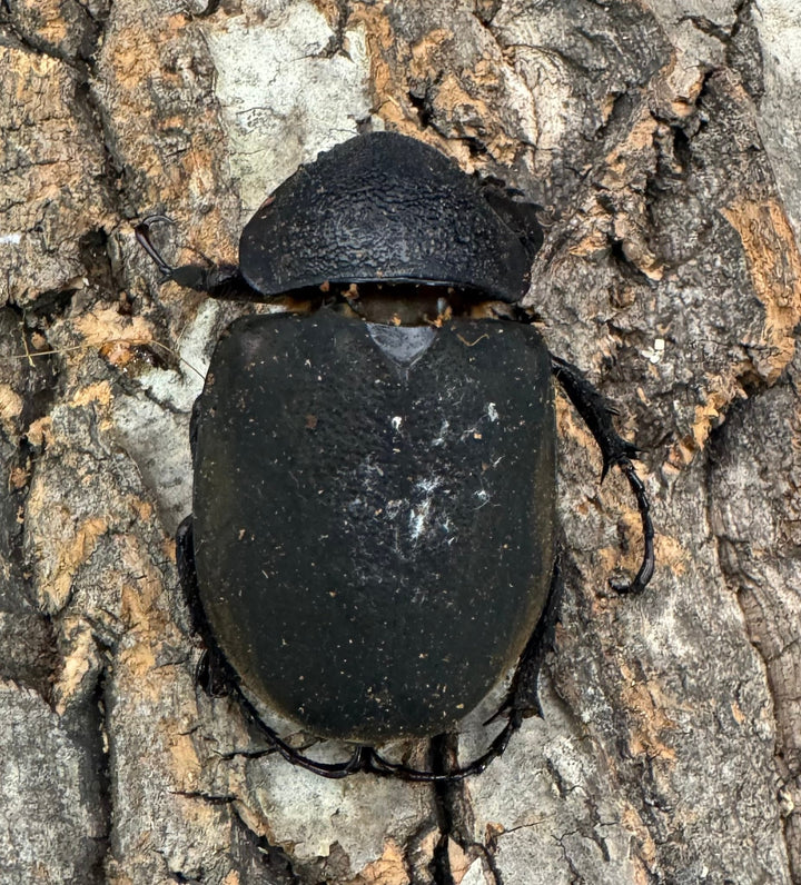 【WD】《ミンダナオアトラスオオカブト 95mm ペア》