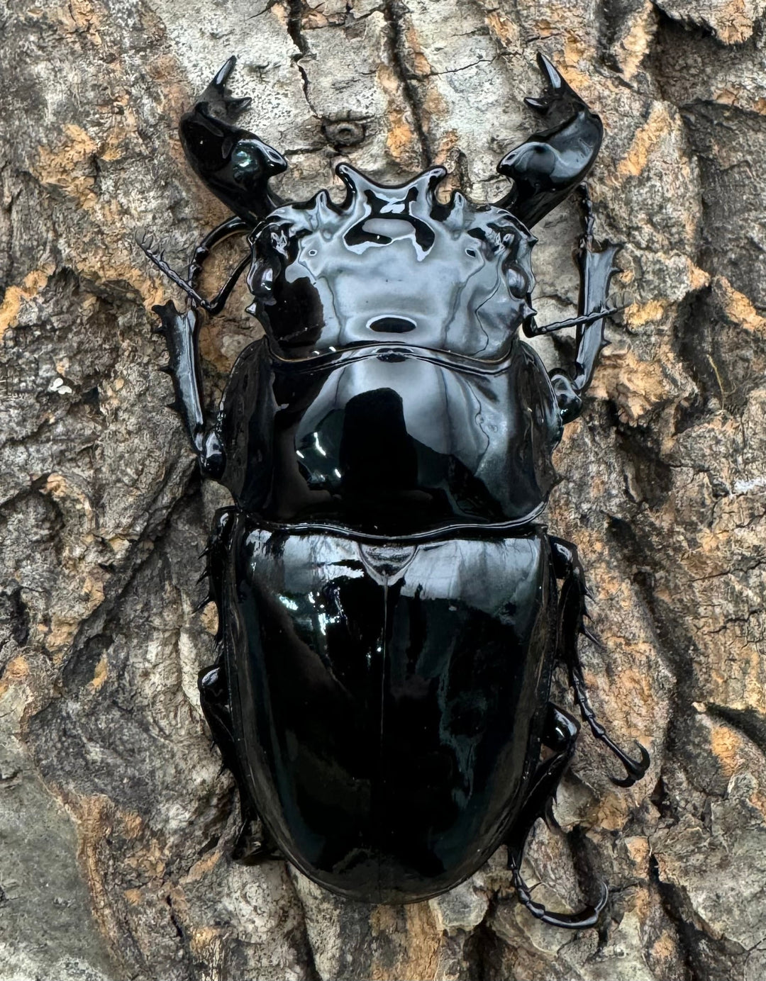 《タランドゥスオオツヤクワガタ 78mm ペア》