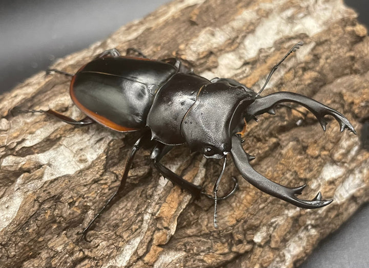 【WD】《クベラツヤクワガタ亜種sinensis 71mm ペア》