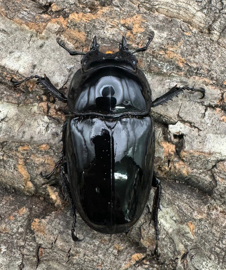 《タランドゥスオオツヤクワガタ 77mm ペア》