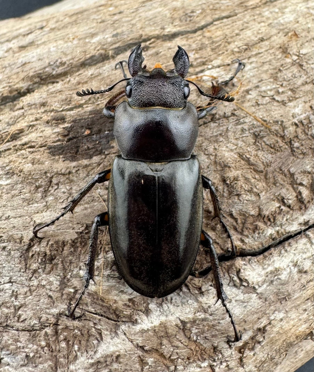 【WD】大型《フォントミヤマクワガタ 61mm ペア》②