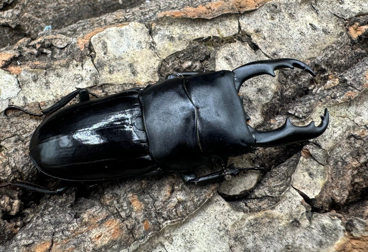 【WD】《ドルクス リンウェンシン 45mm ペア》