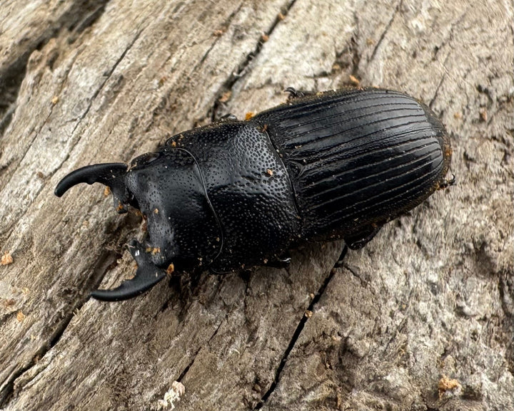 【WD】《フィリピンネブト原名亜種 Free ペア》