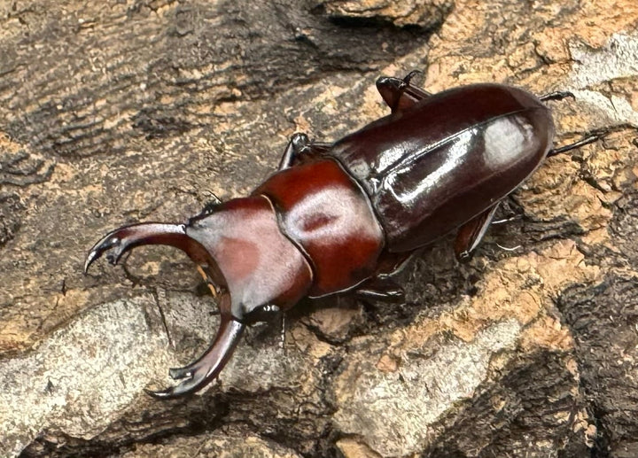 《モートゥオセスジ原名亜種 ♂♀♀♀》