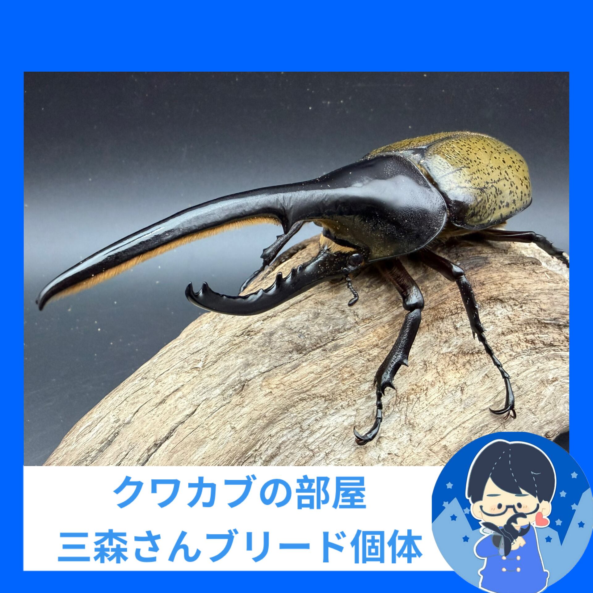 Evergreen ヘラクレス　リボルテージ6本セット　バラ売り不可取り置き無し ヘラクレス・ヘラクレス 149.5mm ペア》クワカブの部屋三森氏ブリード