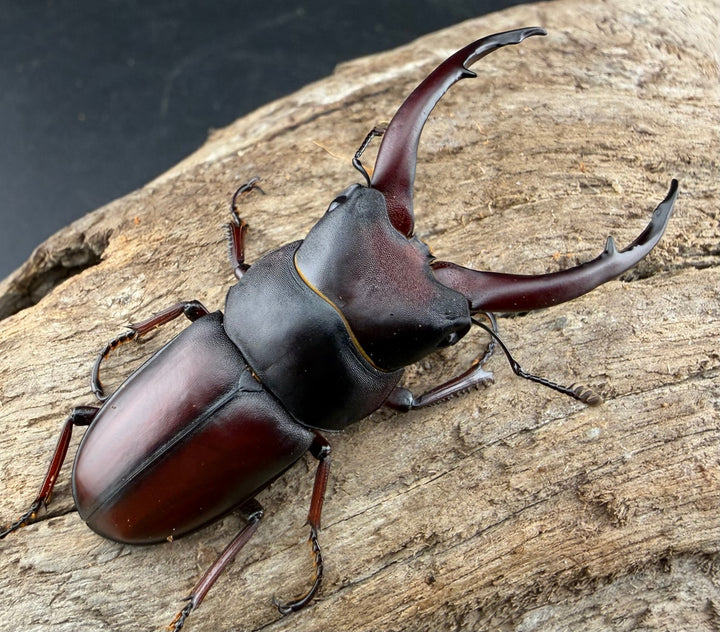 【WF2】《グラキリスノコギリヒラタクワガタ 50.5mm ペア》