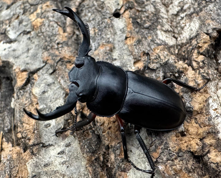 【WD】《チュウゴクシカクワガタ 34.5mm ♂♀♀トリオ》