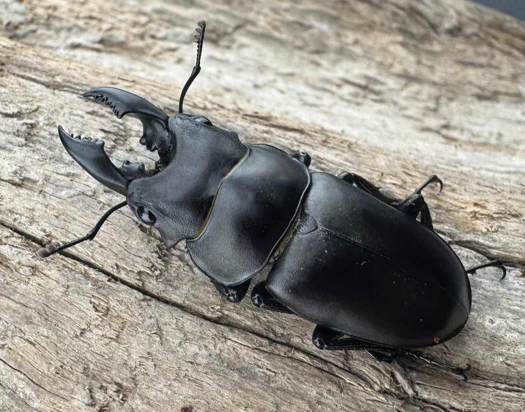 【WD】《オーエンノコギリ亜種melli 31.5mm ペア》