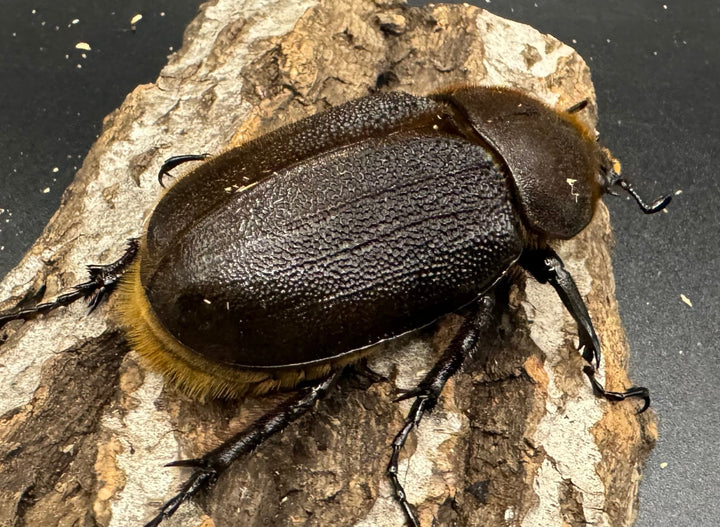 《ヘラクレス・ヘラクレス 148mm ペア》