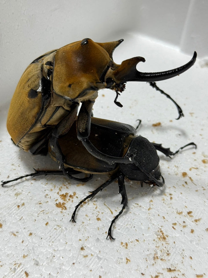 種親大型《エレファスゾウカブト 幼虫3頭セット》