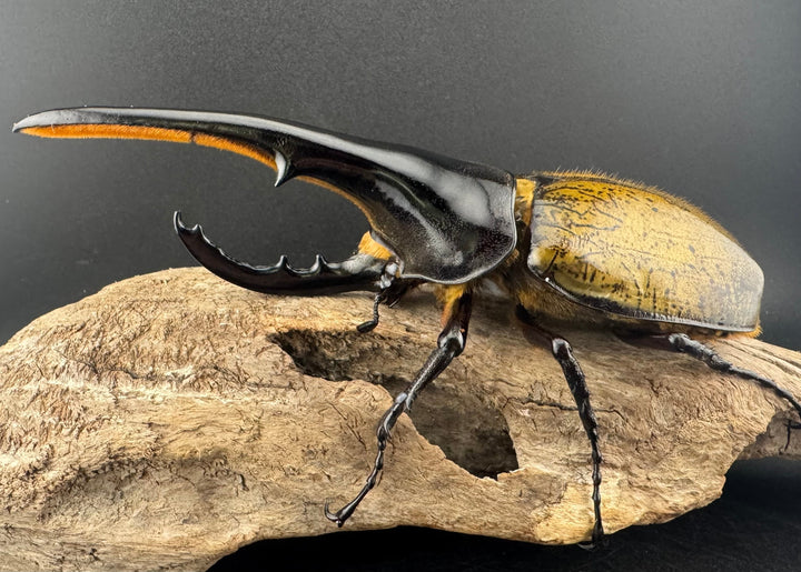 即ブリ《ヘラクレス・ヘラクレス 優良血統 149mm ペア》