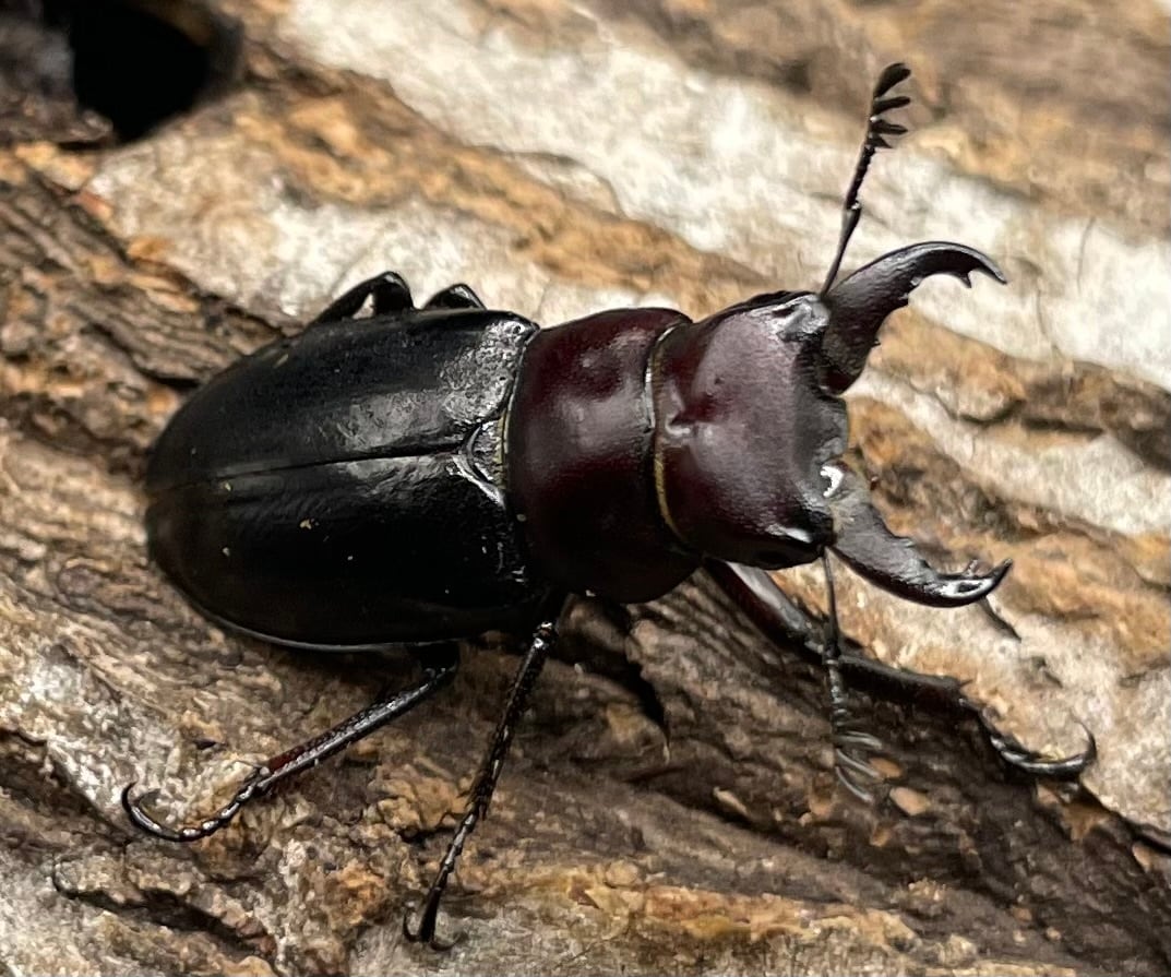 《ミクラミヤマ 神津島産 Free ペア》