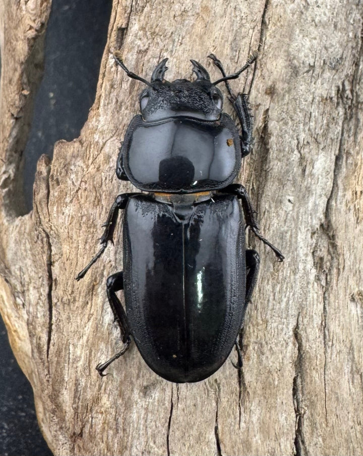 【WD】《ヤクシャオオクワ ベトナム産 47mm ペア》