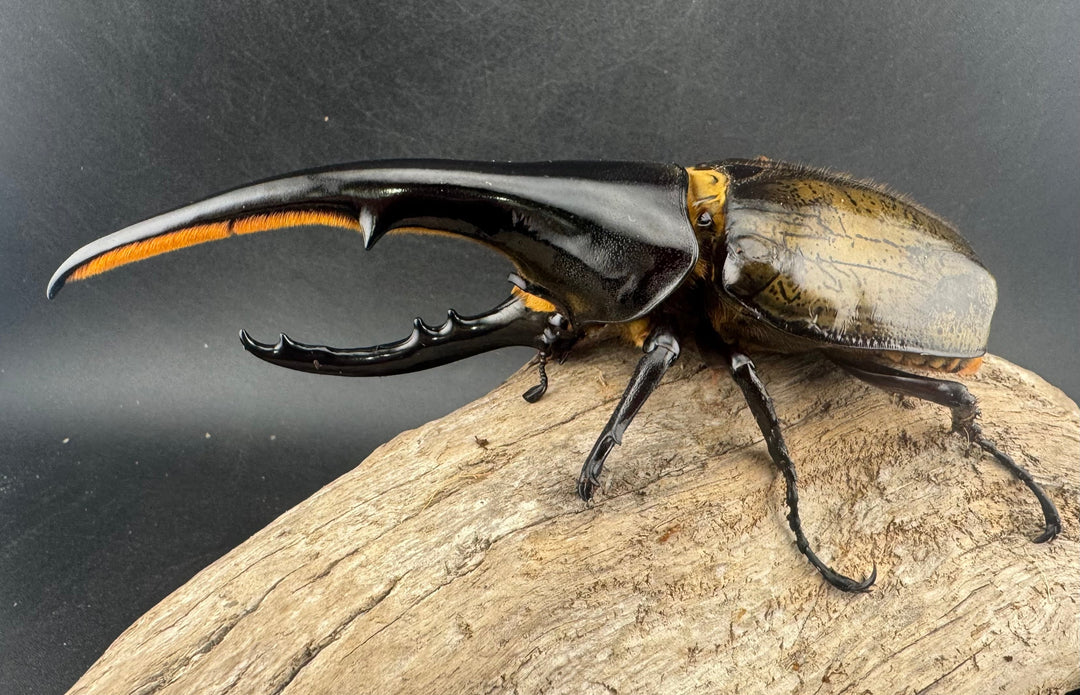 即ブリ《ヘラクレス・ヘラクレス 146mm B品ペア》