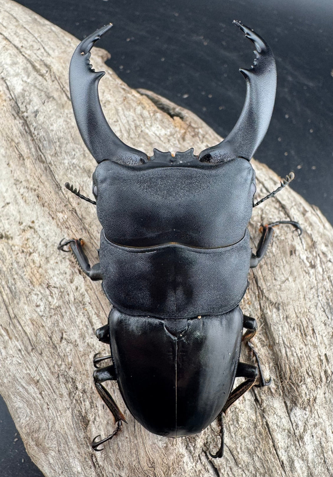 【WF2】《テイオウヒラタクワガタ 87mm ペア》