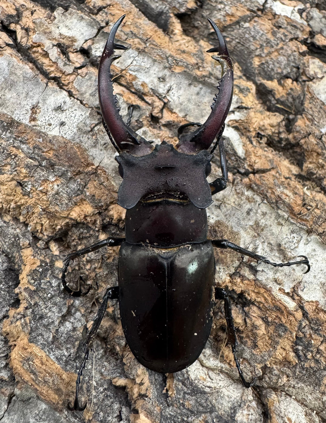 【WF3】《ドンミヤマ 63mm ペア》