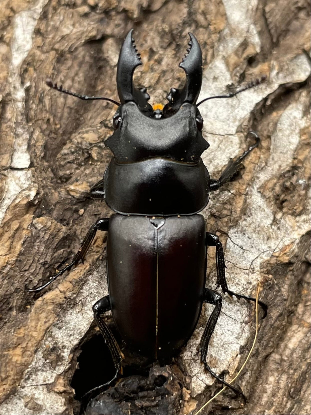 【WD】《オーエンノコギリクワガタ中国亜種melli 34.5mm ペア》