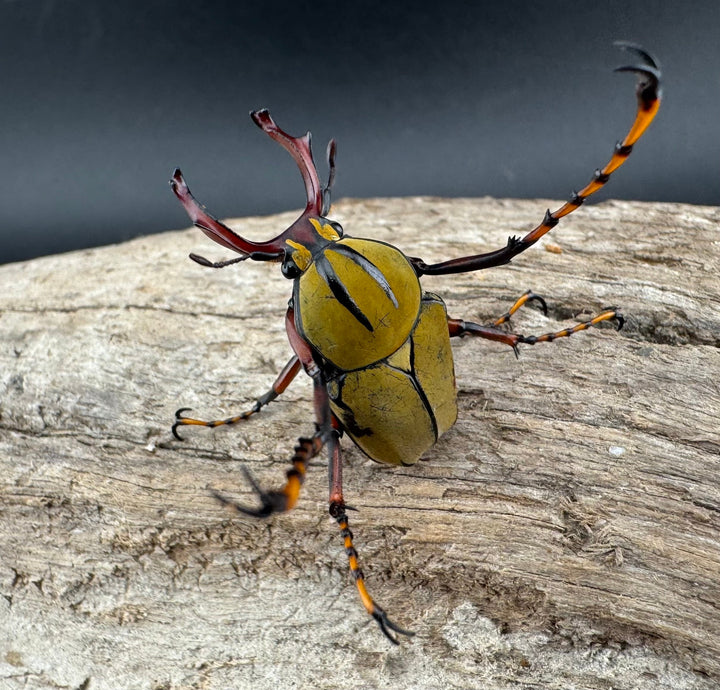 【WD】《ワリックツノハナムグリ亜種bowringi Free ペア》③