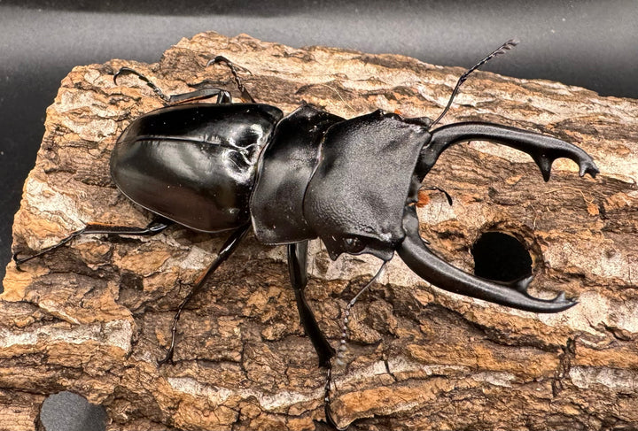 【WD】《スティーブンスツヤ亜種mamaesaensis 黒化型 76.5mm ペア》