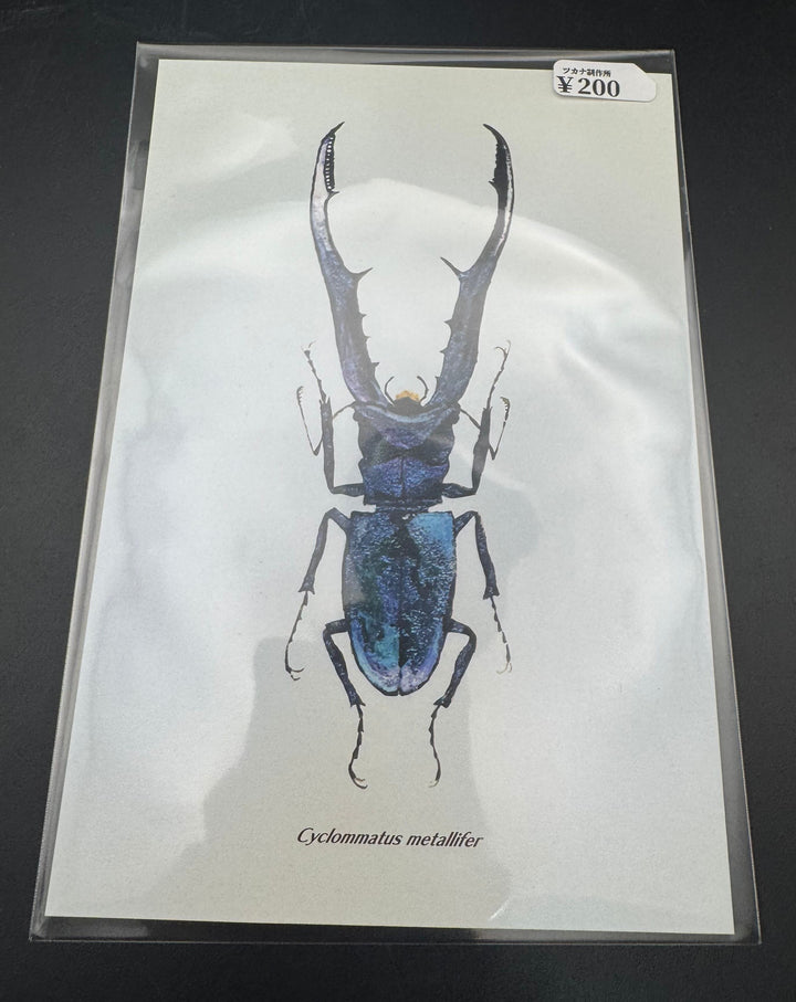 ポストカード 1枚入り（メタリフェルホソアカクワガタパープル）