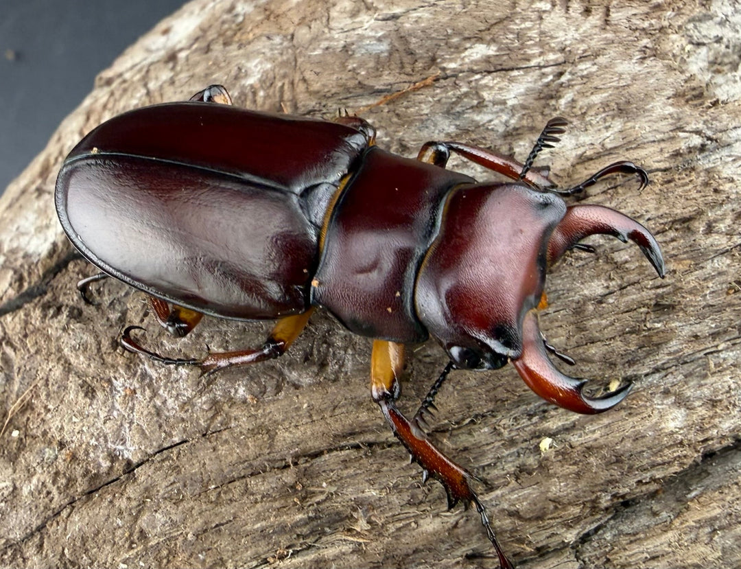 《カプレオルスミヤマクワガタ 37mm ペア》