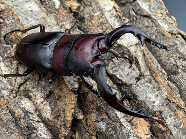 《クロシマノコギリ 63mm ♂♂♀トリオ》