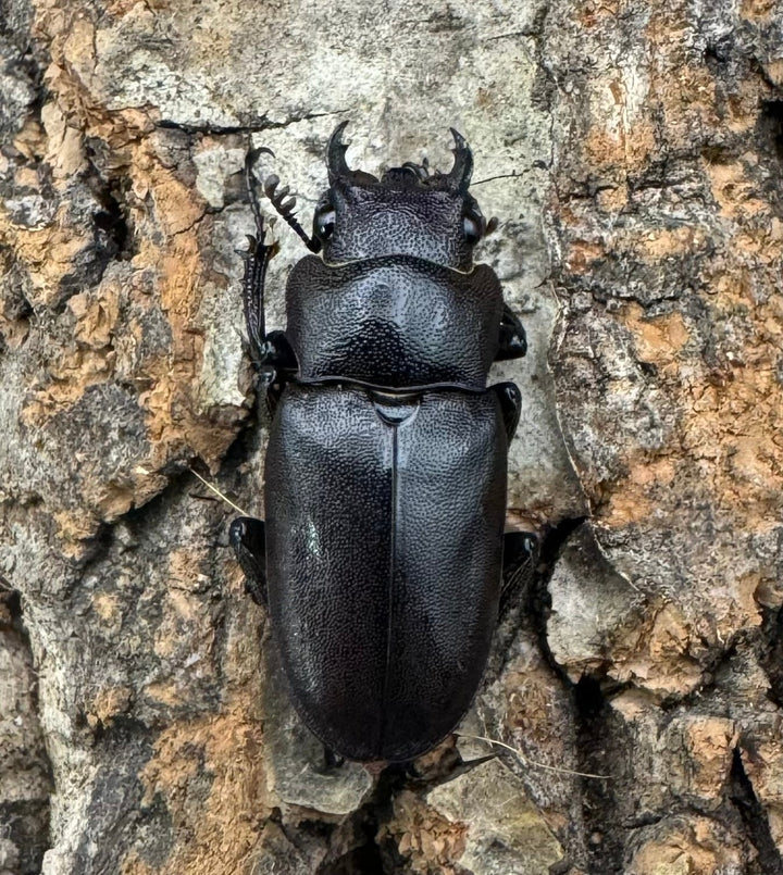 【美麗】即ブリ《メタリフェルホソアカ 75mm ペア》わたくわ氏ブリード個体