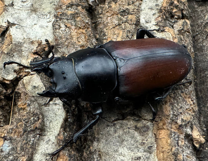 【WD】《マクレイコクワ チベット産 41mm ♀単》