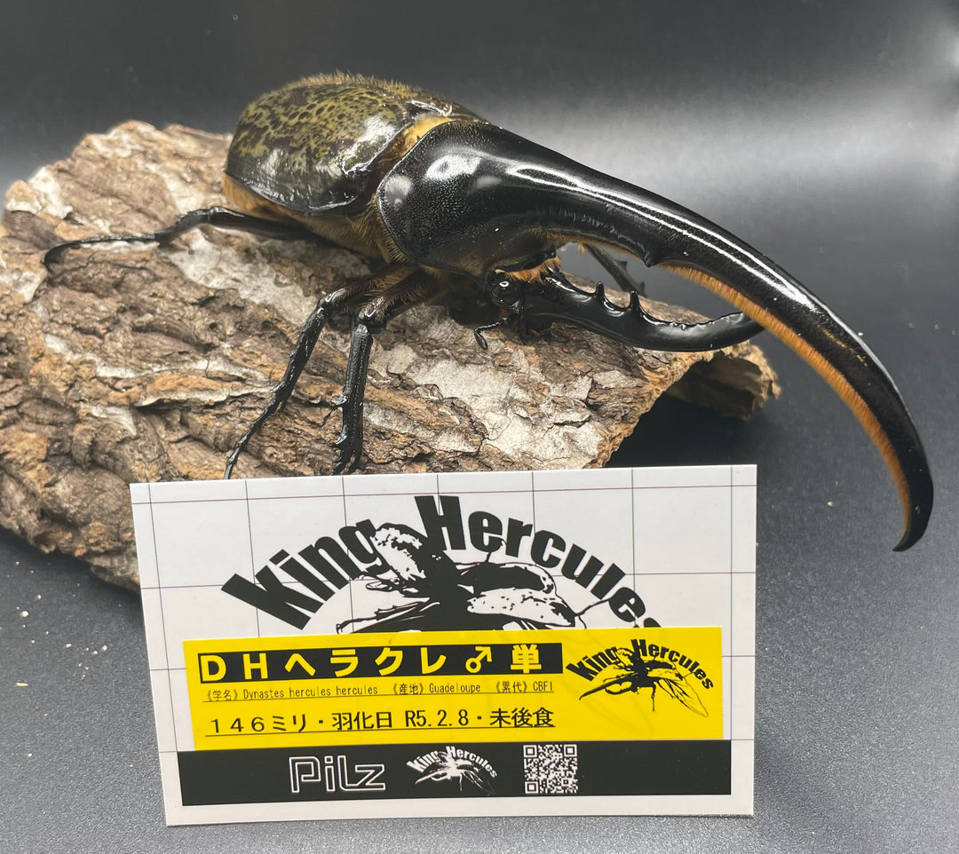 即ブリ《ヘラクレス・ヘラクレス 146mm ペア》