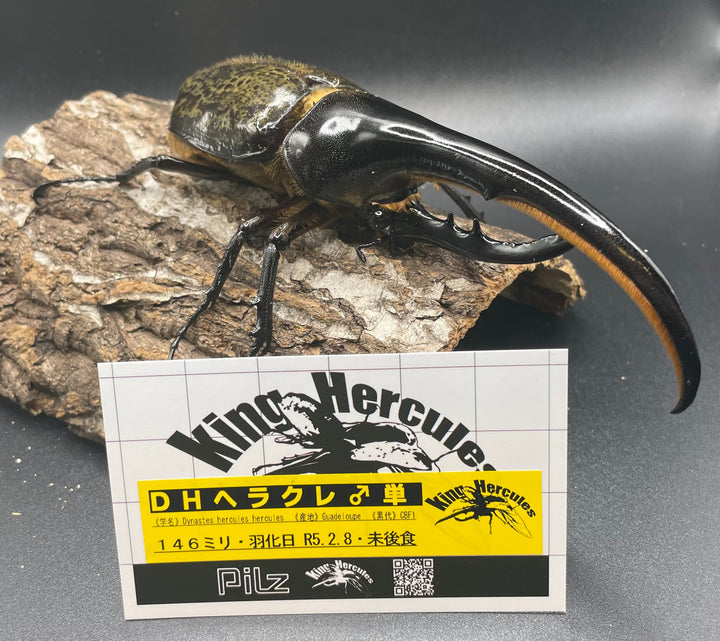 即ブリ《ヘラクレス・ヘラクレス 146mm ペア》