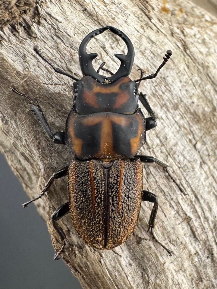 《ソウラニセネブト 19.5mm ペア》