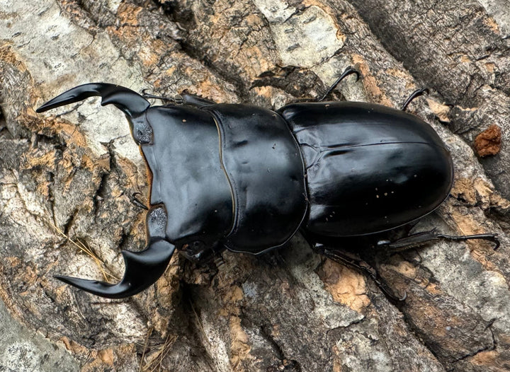 《インドアンタエウス タイガーヒル産64 mm ペア》