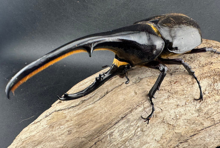 即ブリ《ヘラクレス・ヘラクレス 優良血統 139mm ペア》