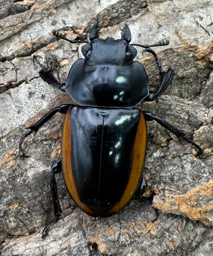 【WD】《スティーブンスツヤ亜種mamaesaensis 69mm ペア》