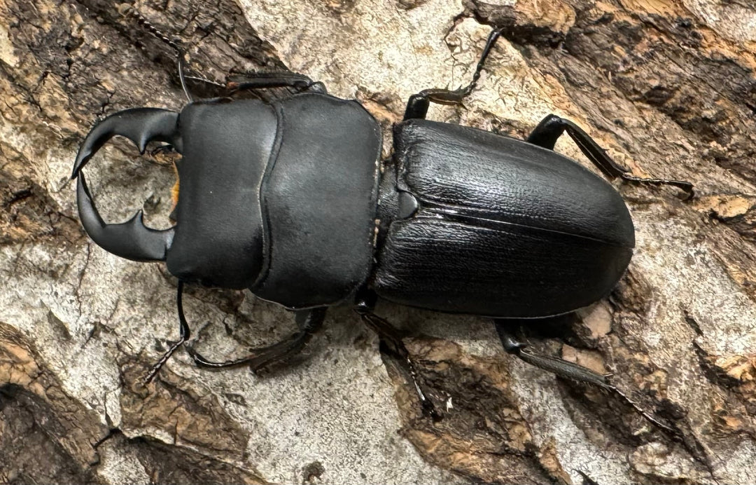 【WD】《ドルクス メンシウス 雅安市産 37mm ペア》