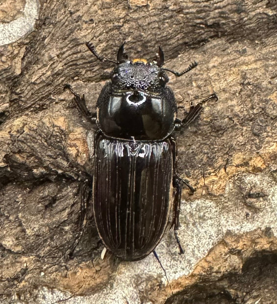 【WF1】《メリディオナリスコクワ ペア》