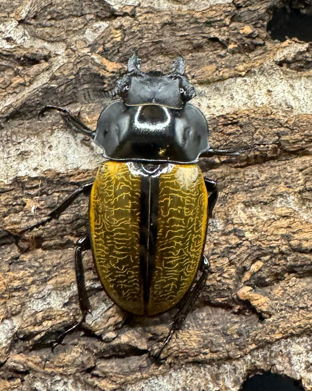 【WD】《スペクタビリスツヤクワガタ 78.5mm ペア》