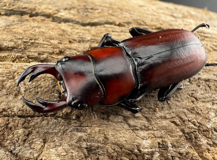 【WD】《アカヘリセスジ 27.5mm ペア》