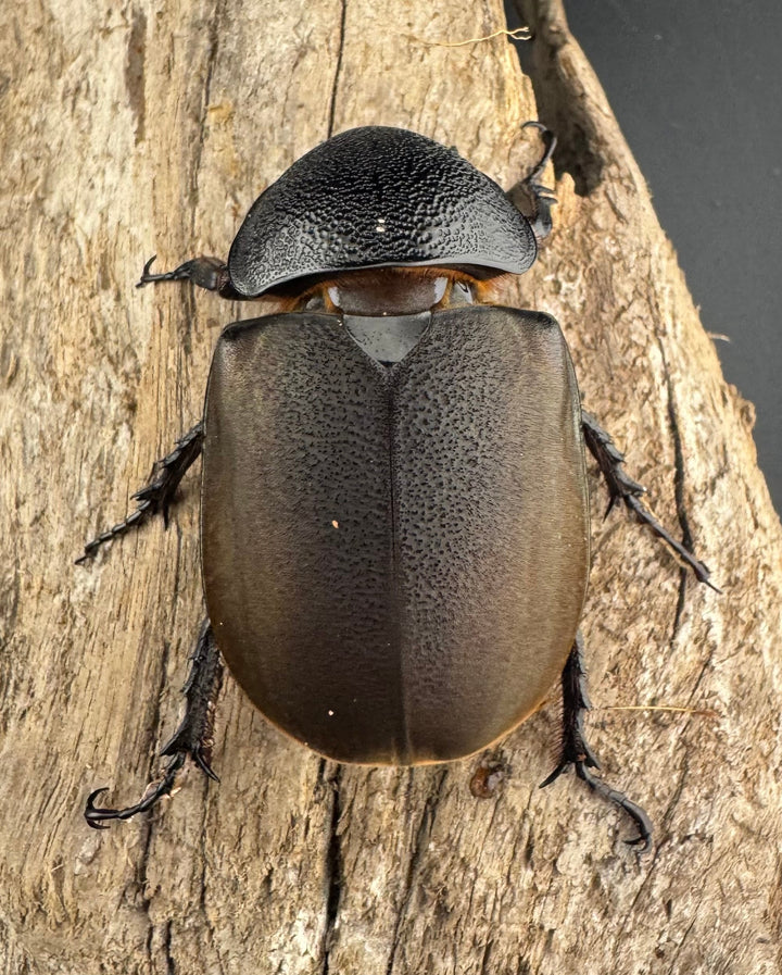 【WD】《スマトラコーカサスオオカブト 96mm ペア》