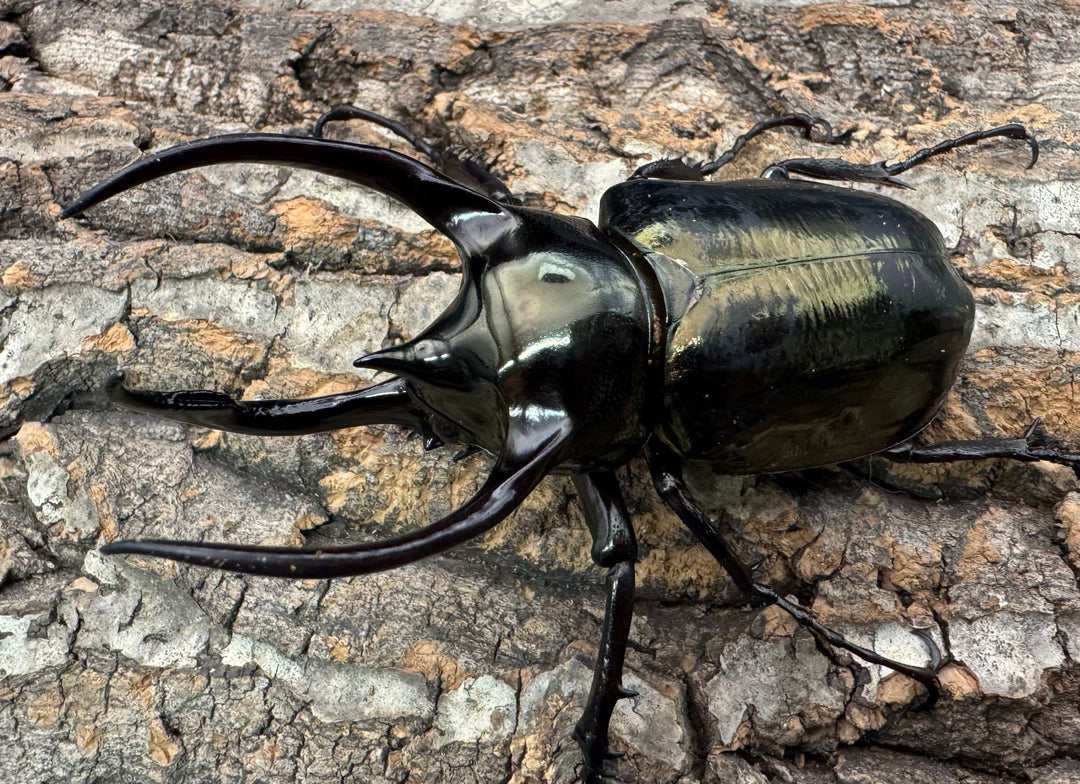 【WD】《ミンダナオアトラスオオカブト 95.5mm ペア》