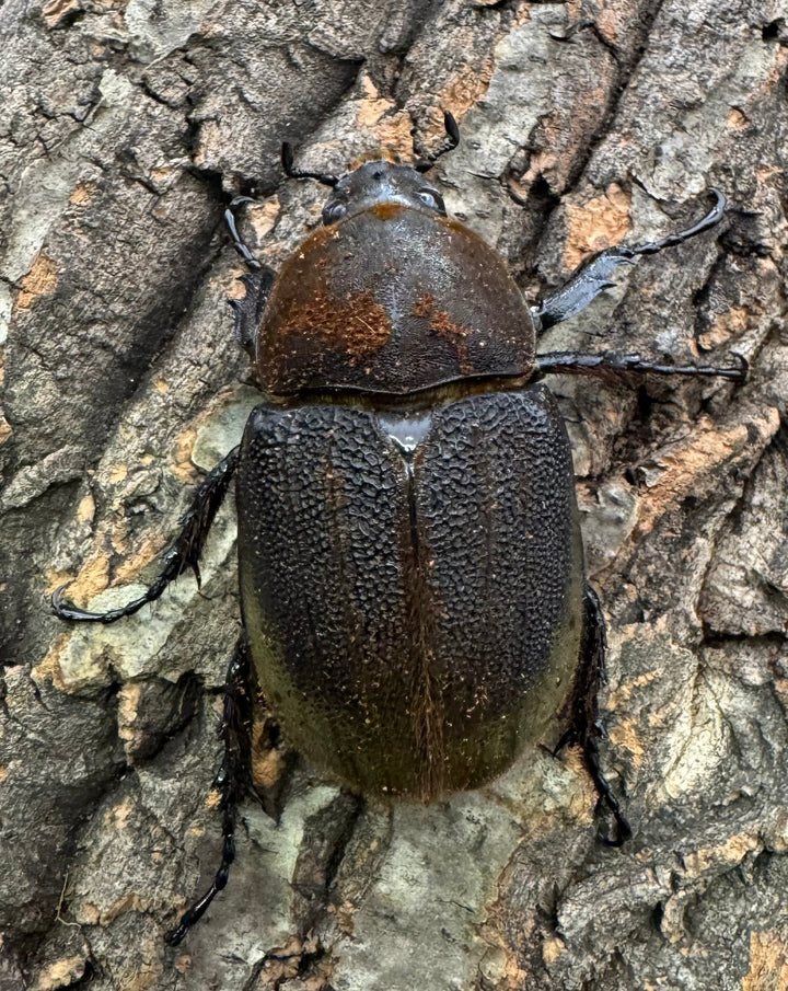 《ヘラクレス・ヘラクレス 135mm ペア》