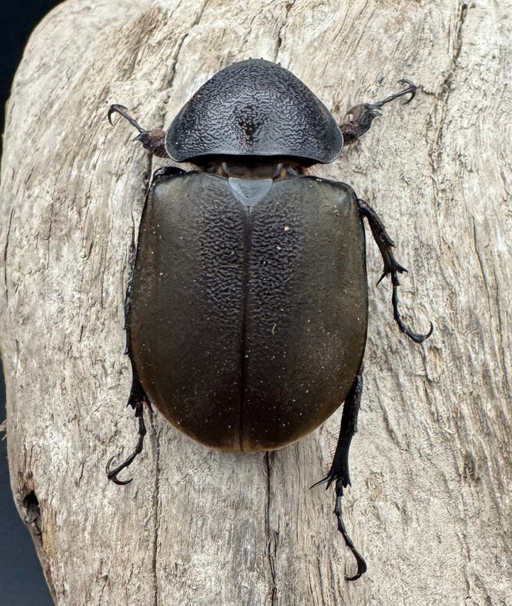 【WD】《モーレンカンプオオカブト 102mm ペア》